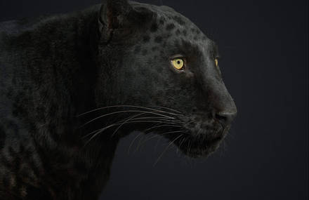 Splendid Portraits of Wildlife