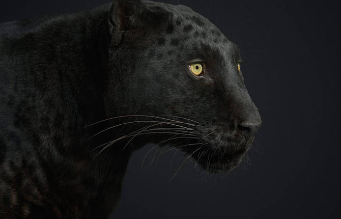 Splendid Portraits of Wildlife