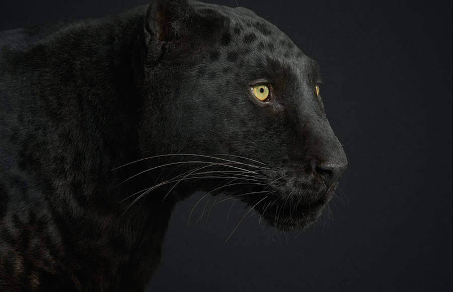 Splendid Portraits of Wildlife