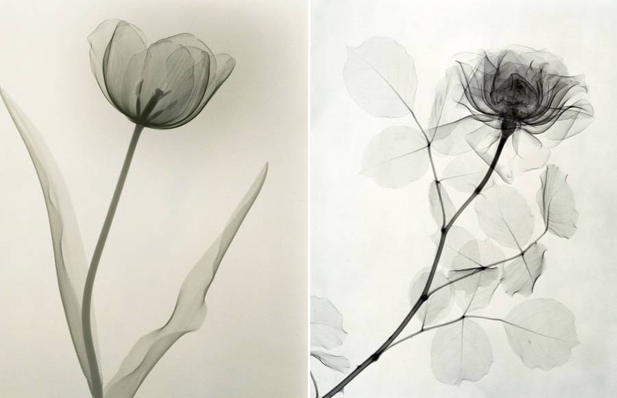 X-Ray Flower Photographs from the 1930s