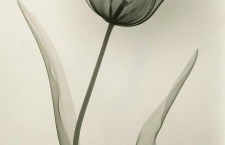 X-Ray Flower Photographs from the 1930s