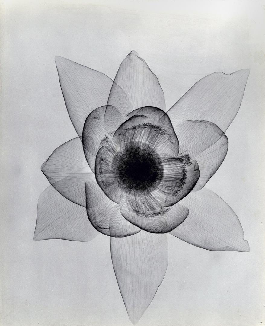 xrayflower3