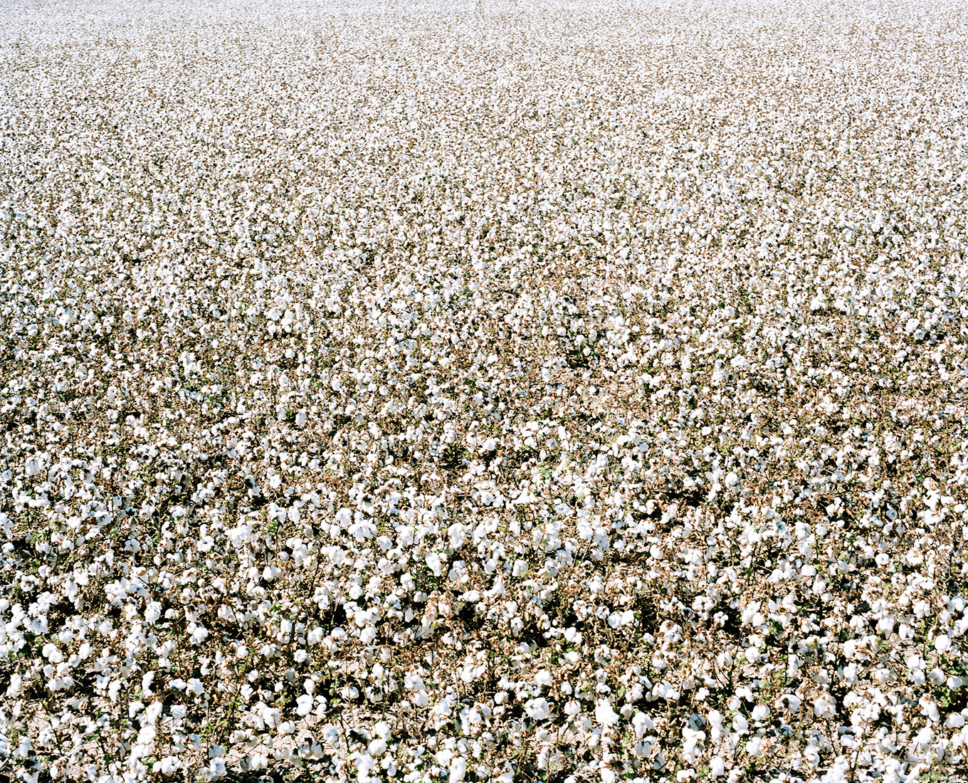 Aerial Photographs of Cotton Farming in Arizona-11