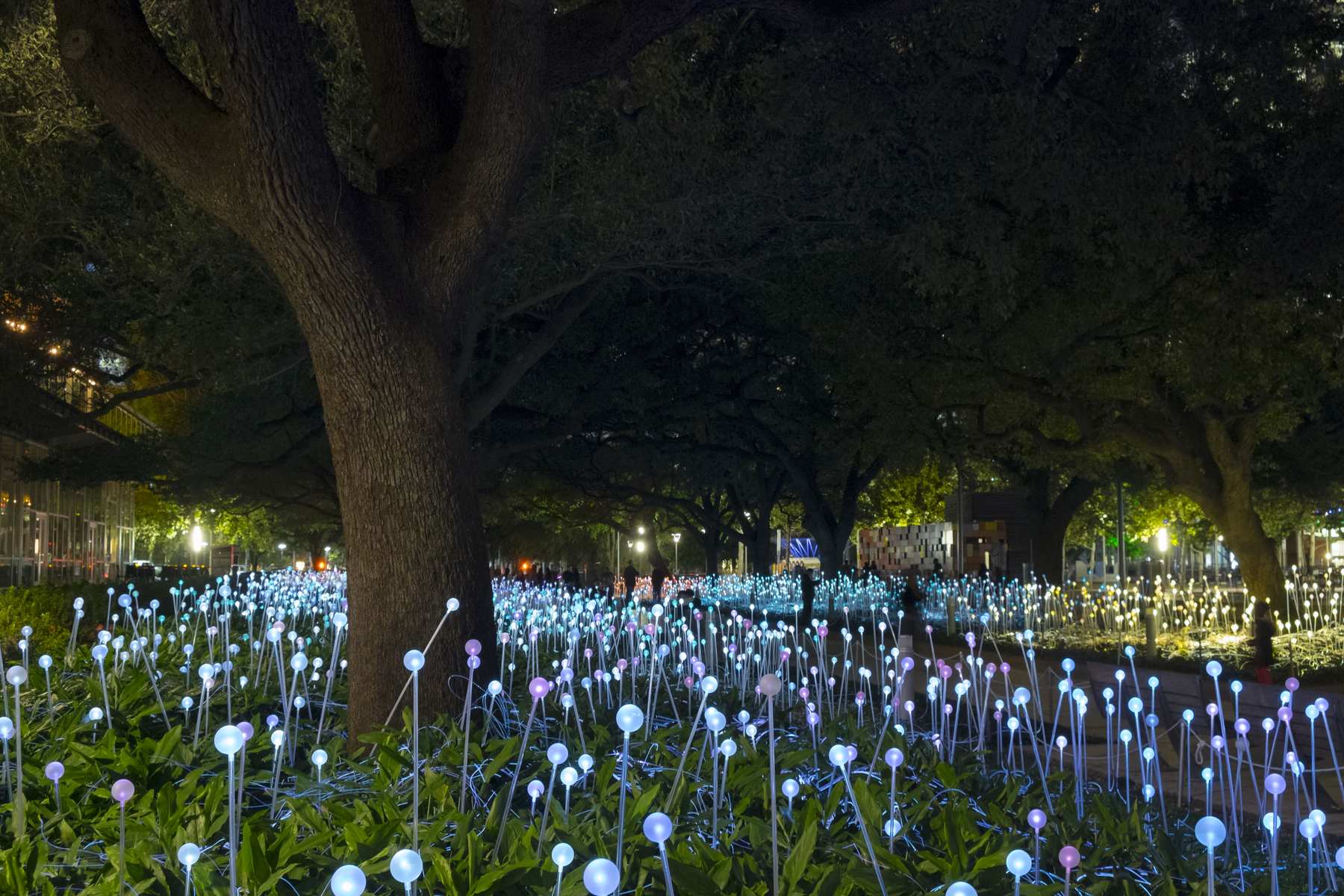 Amazing Field of Lights Installations6