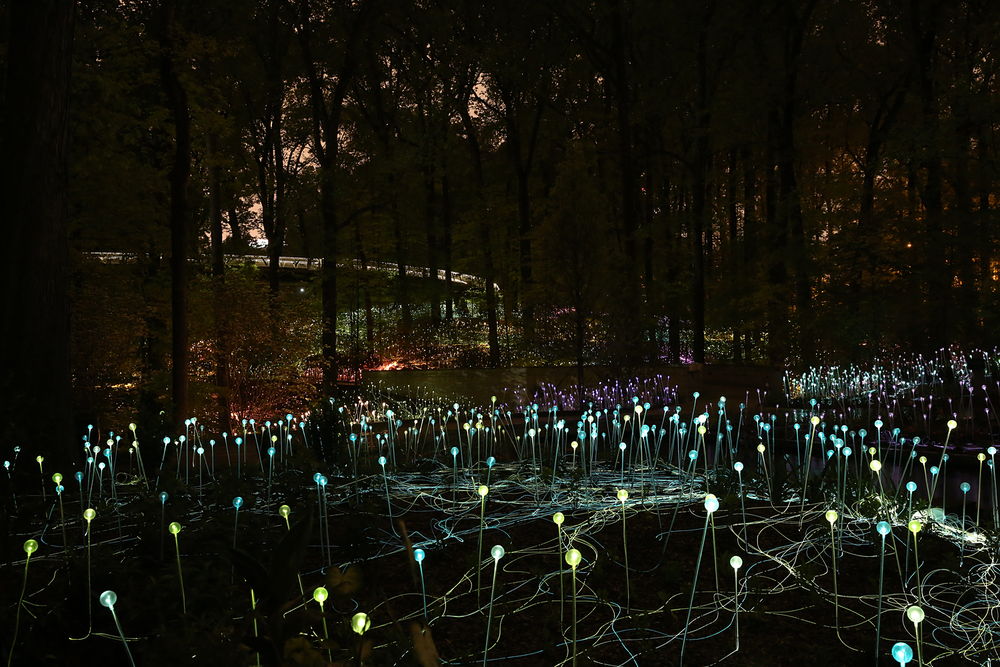 Amazing Field of Lights Installations7