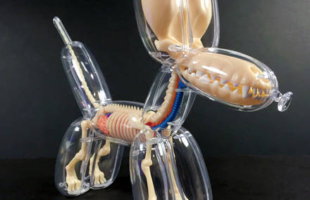Balloon Animals Revealing Anatomical Details