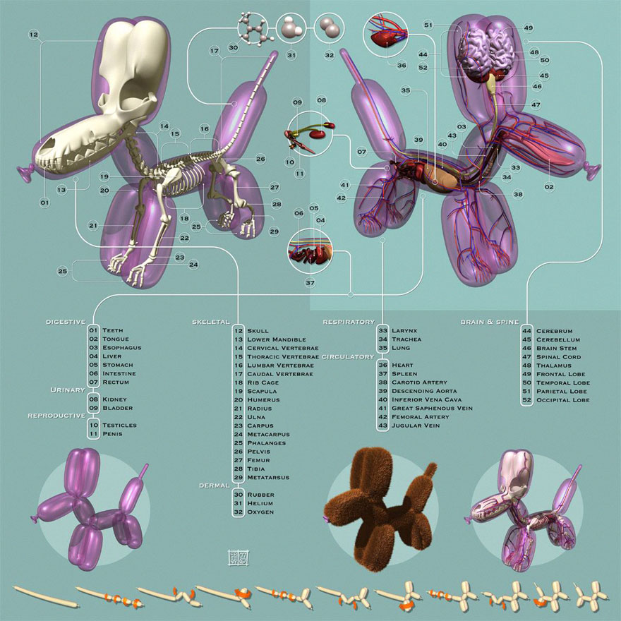 Balloon Animals Filled with Anatomical Details5