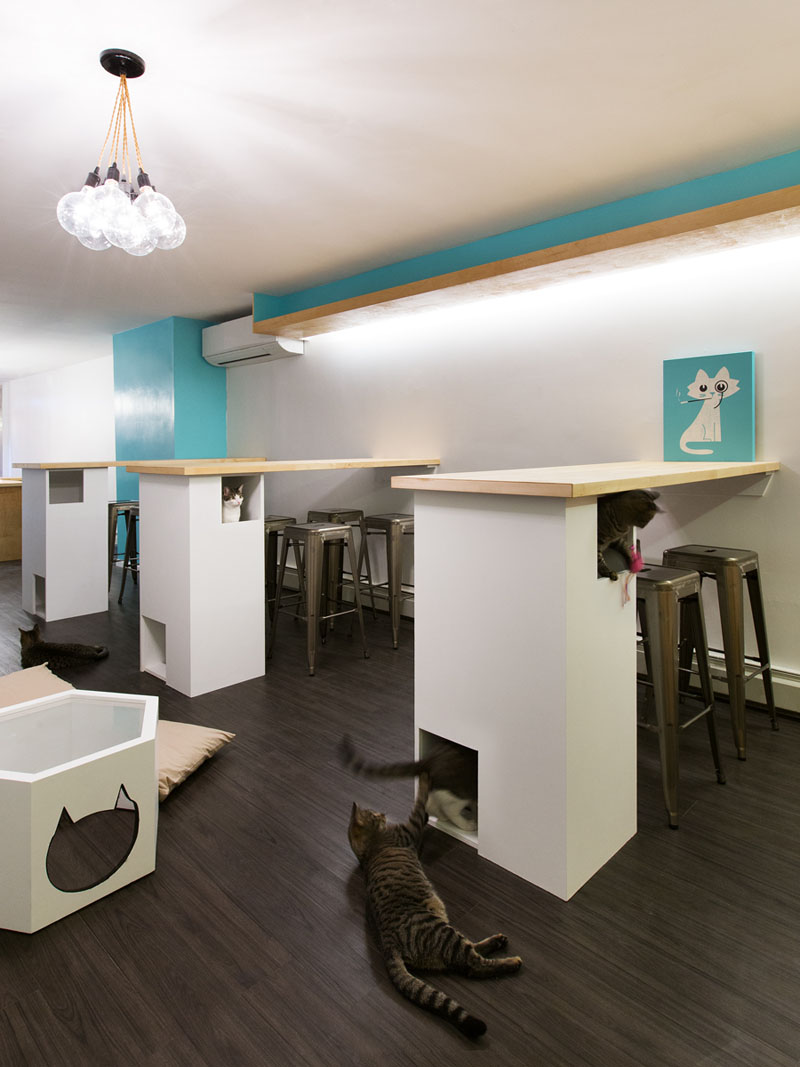 First Design Cat Café in NYC-4