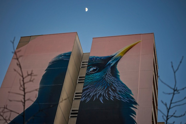 Impressive Giant Bird Mural in Berlin-1