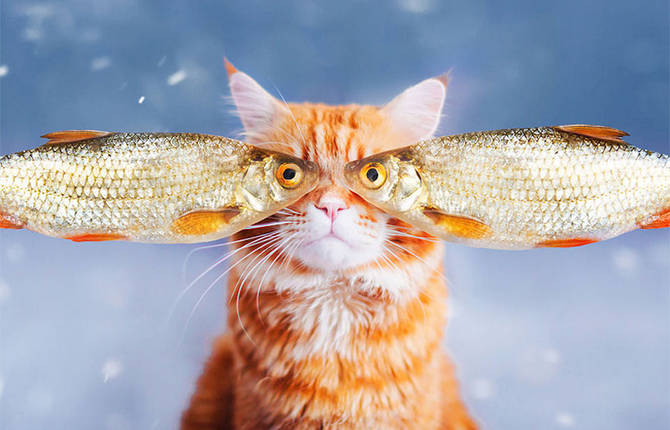 Majestic Photography of Ginger Cat