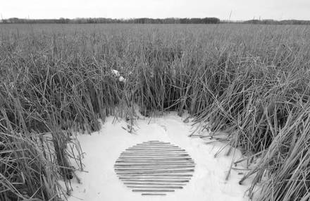 Natural Art in Motion