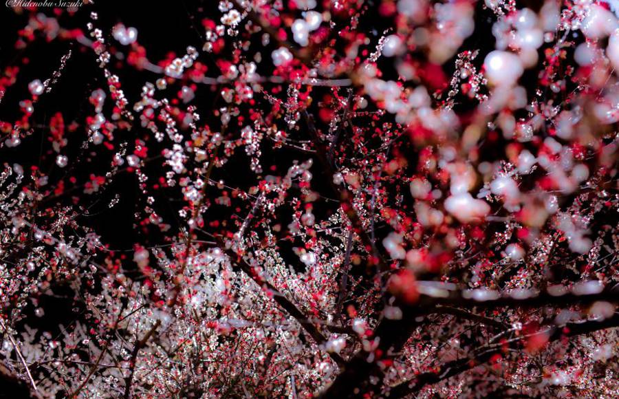 Poetic Spring Scenes in Japan by Hidenobu Suzuki