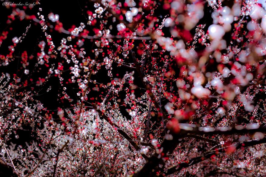Poetic Scenes of Spring in Japan-1