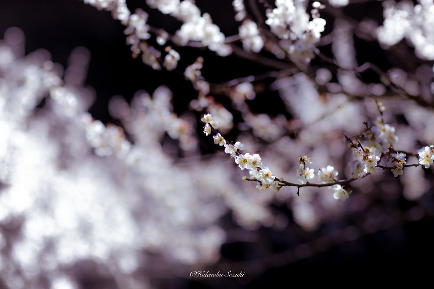 Poetic Scenes of Spring in Japan-11