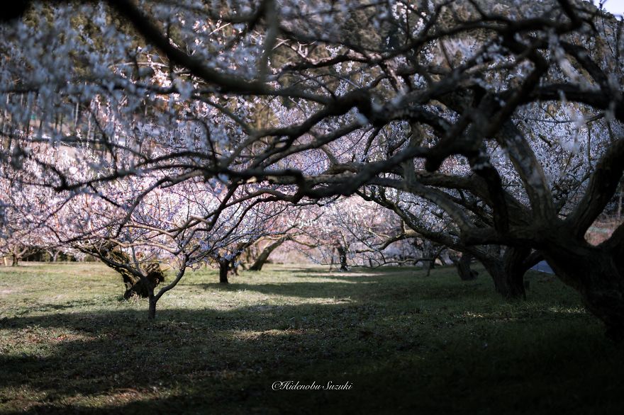 Poetic Scenes of Spring in Japan-2