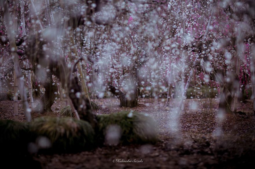 Poetic Scenes of Spring in Japan-3