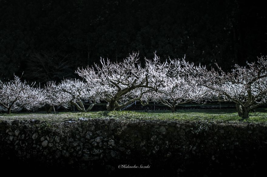 Poetic Scenes of Spring in Japan-5