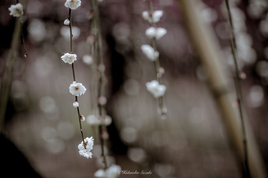 Poetic Scenes of Spring in Japan-8
