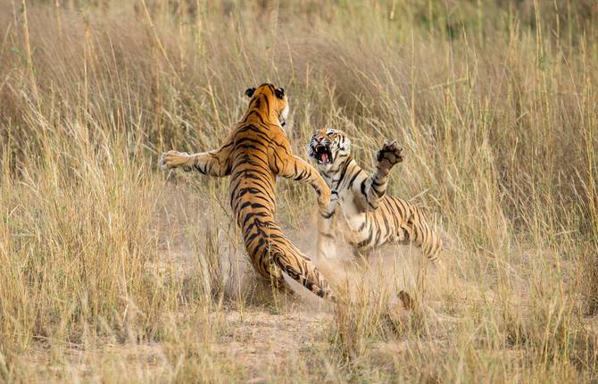 Amazing Pictures for the Annual Smithsonian Photo Contest