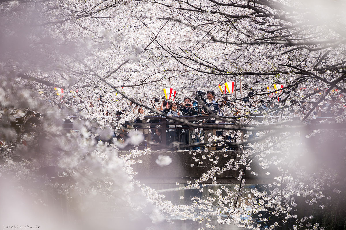 Tokyo Ohanami Spring Photography10