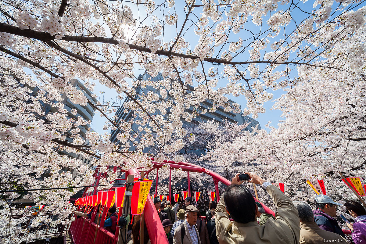 Tokyo Ohanami Spring Photography11