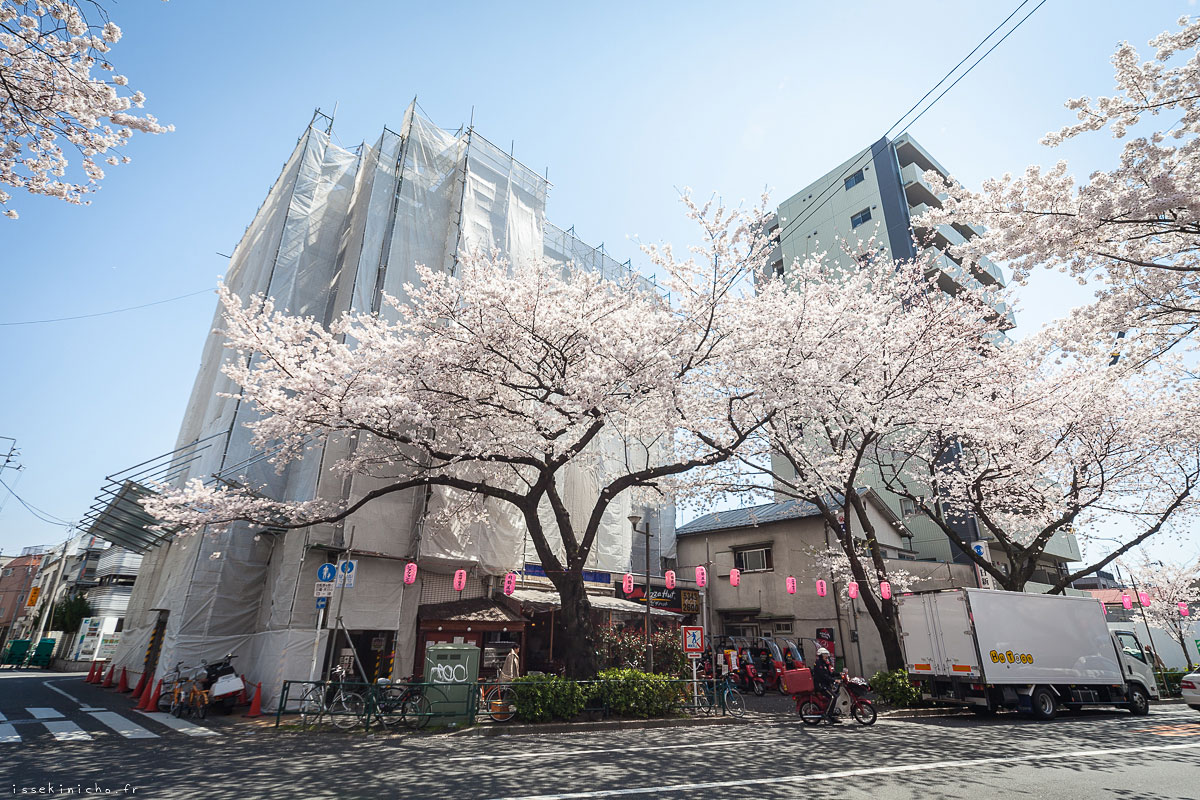 Tokyo Ohanami Spring Photography12