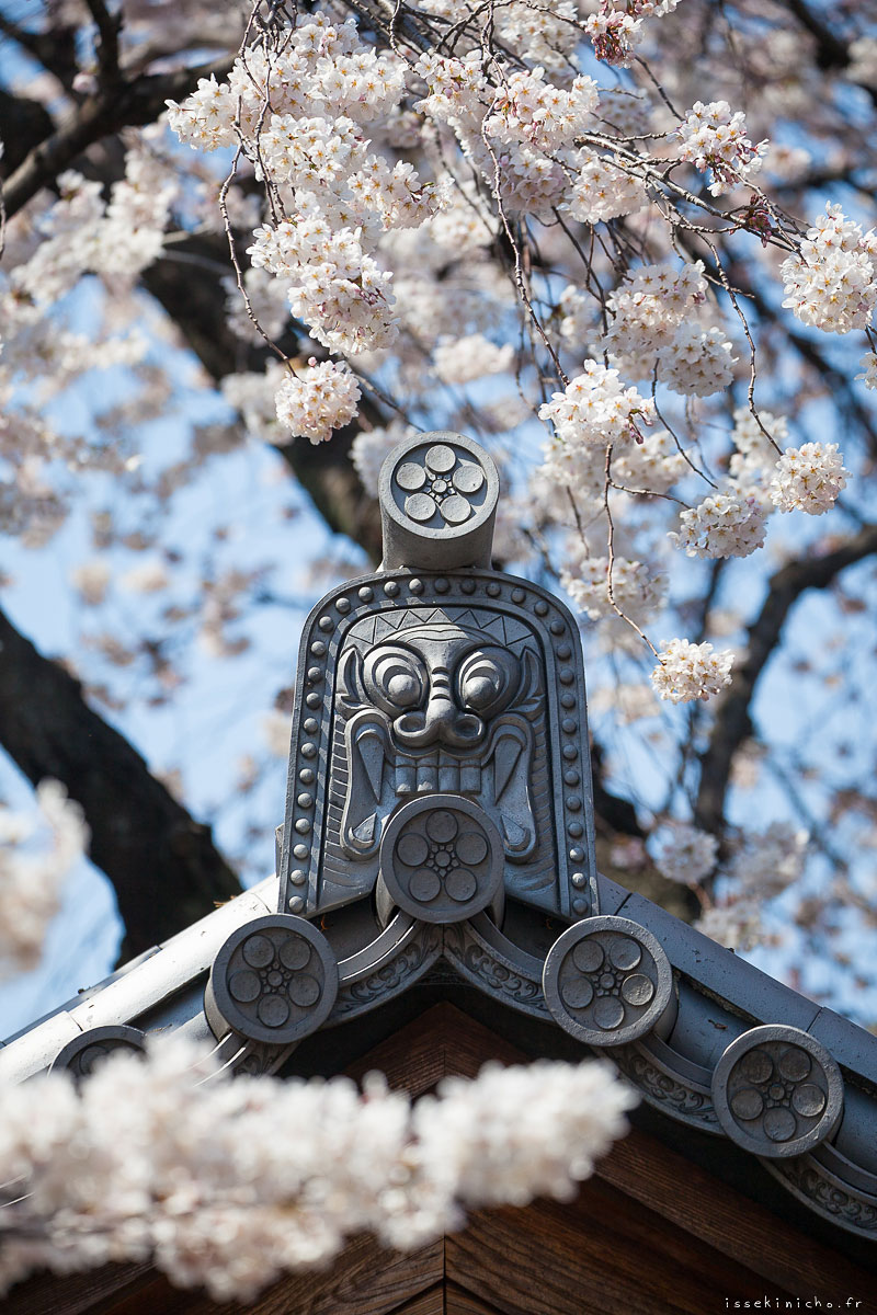 Tokyo Ohanami Spring Photography13