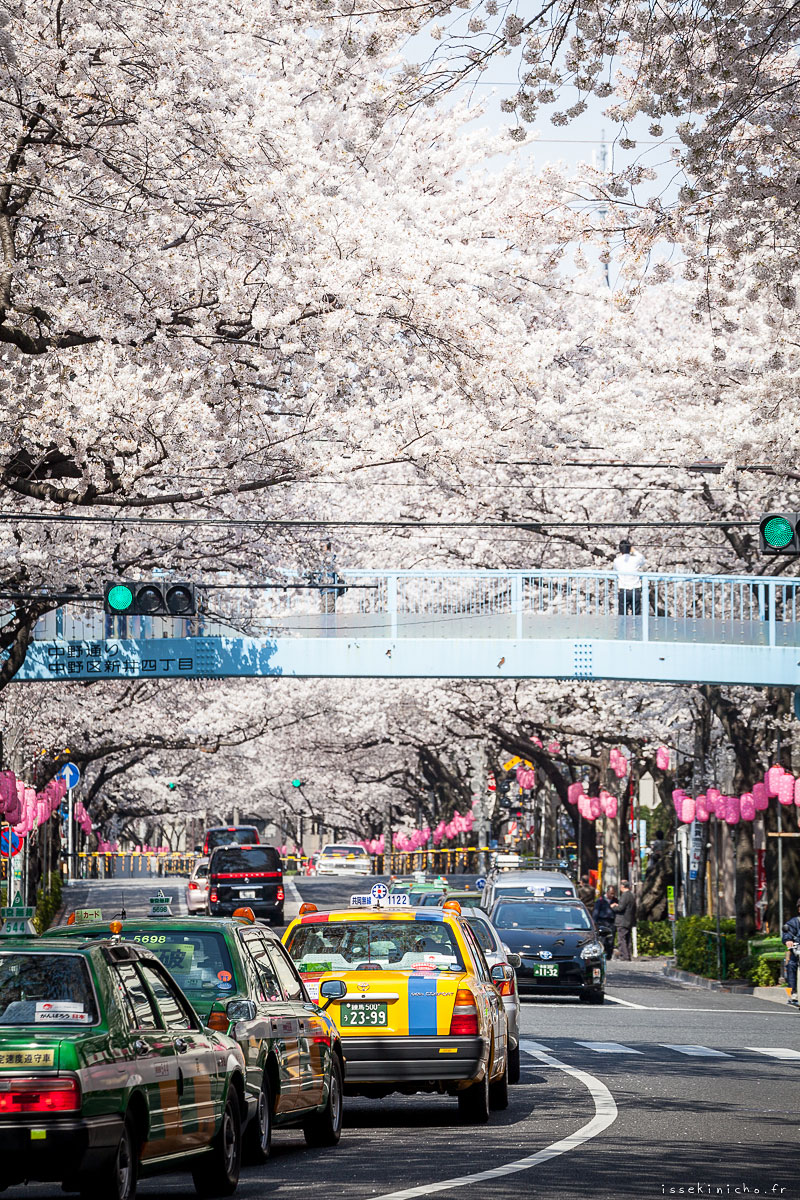 Tokyo Ohanami Spring Photography14