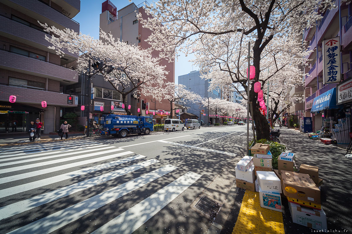 Tokyo Ohanami Spring Photography15