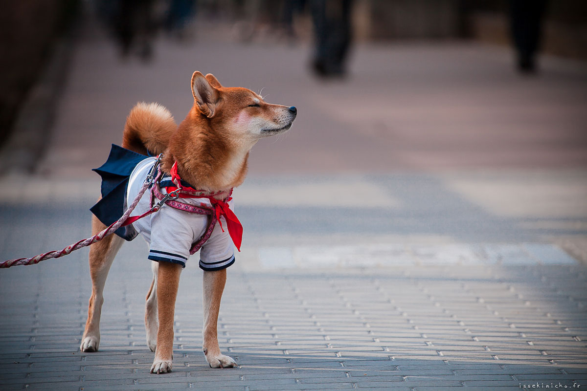 Tokyo Ohanami Spring Photography1b