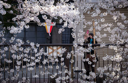 Tokyo Ohanami Spring Photography