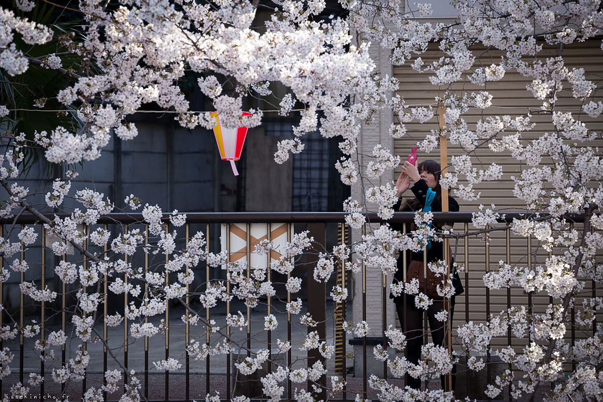Tokyo Ohanami Spring Photography2