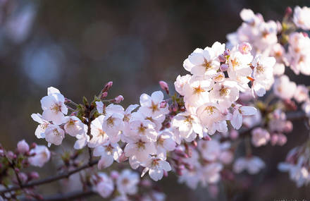 Tokyo Ohanami Spring Photography