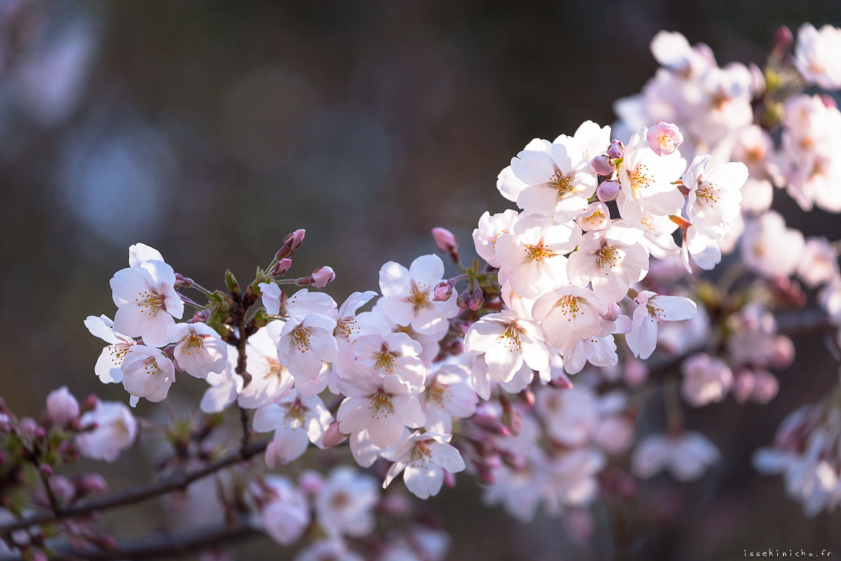 Tokyo Ohanami Spring Photography3