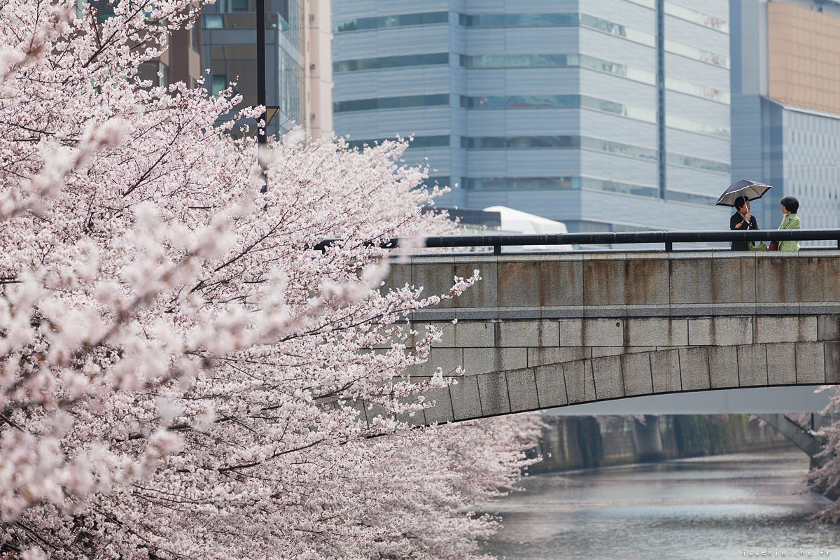 Tokyo Ohanami Spring Photography4