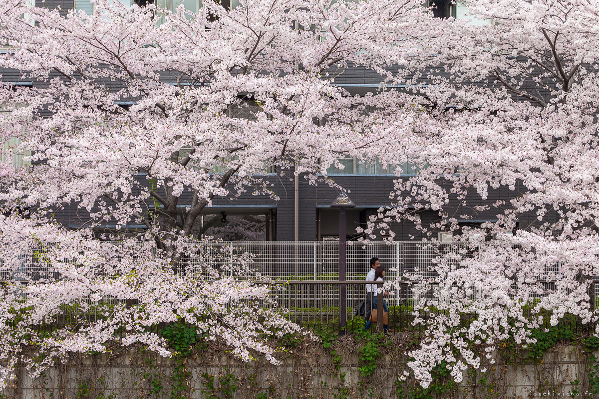 Tokyo Ohanami Spring Photography7