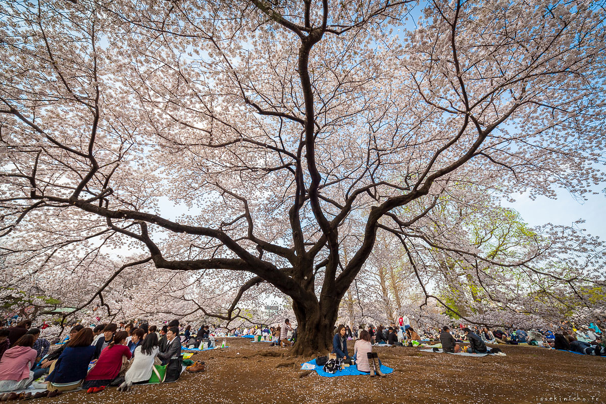 Tokyo Ohanami Spring Photography8