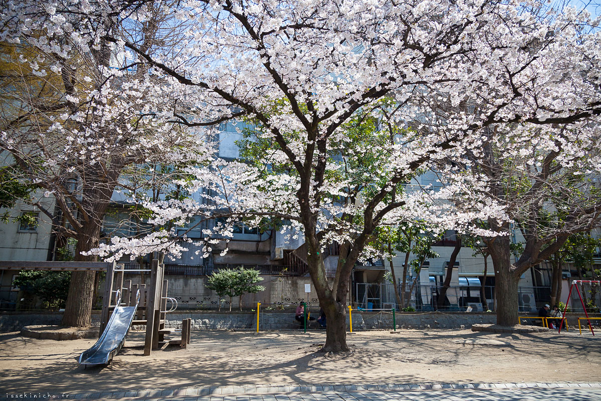 Tokyo Ohanami Spring Photography9