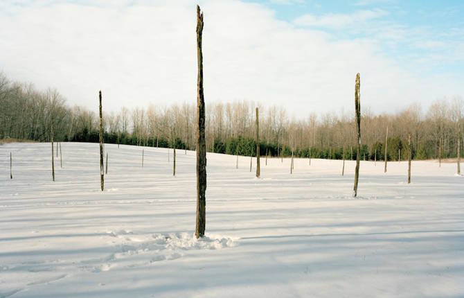 Creative Wood & Balloons Installation in the Forest