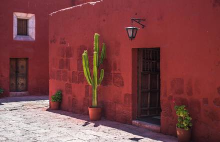 Inspiring Cactus Photographs and Illustrations on Fotolia