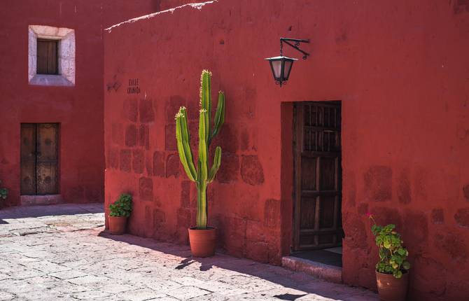 Inspiring Cactus Photographs and Illustrations on Fotolia