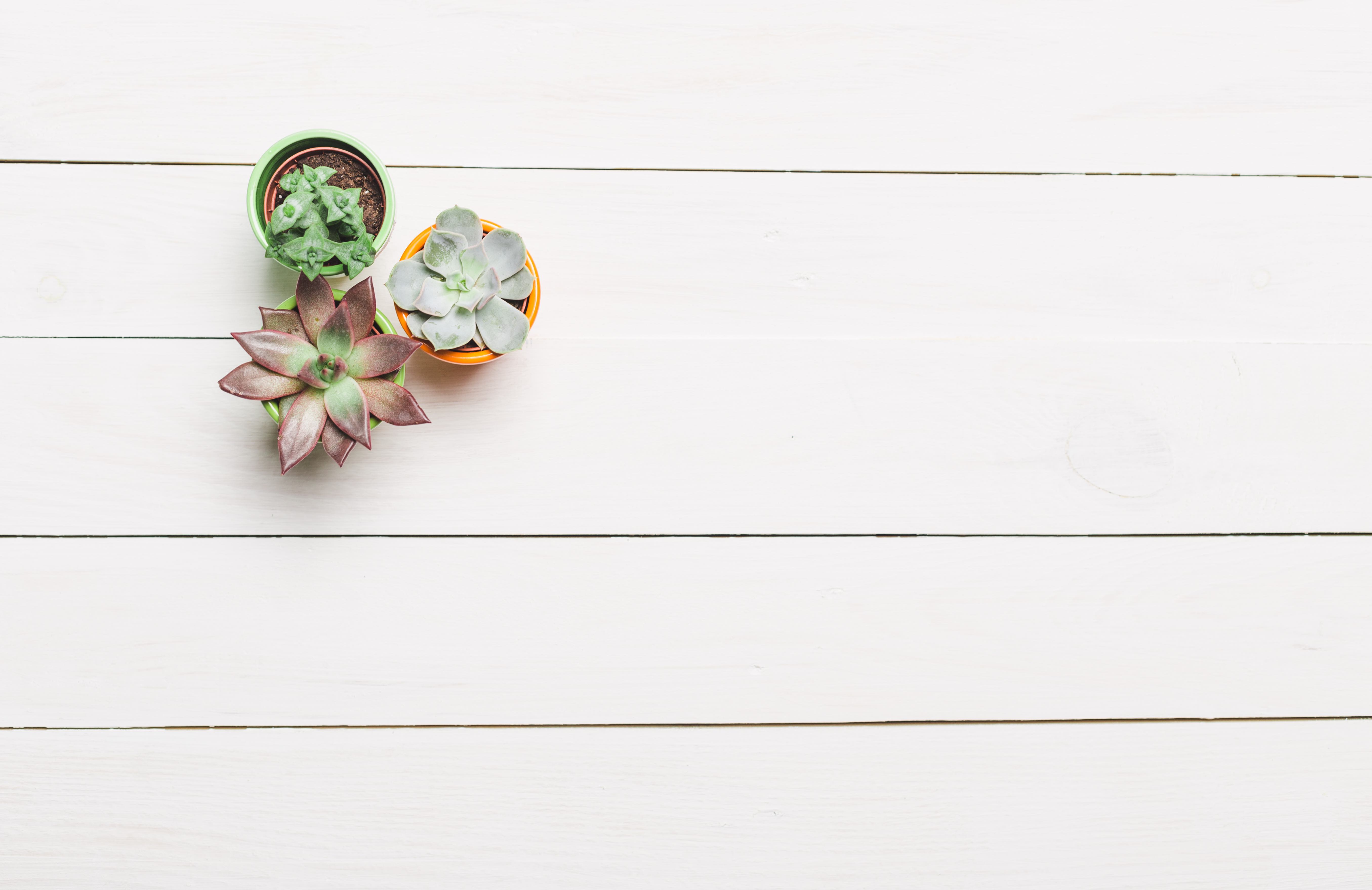 Succulents, house plants in colorful pots