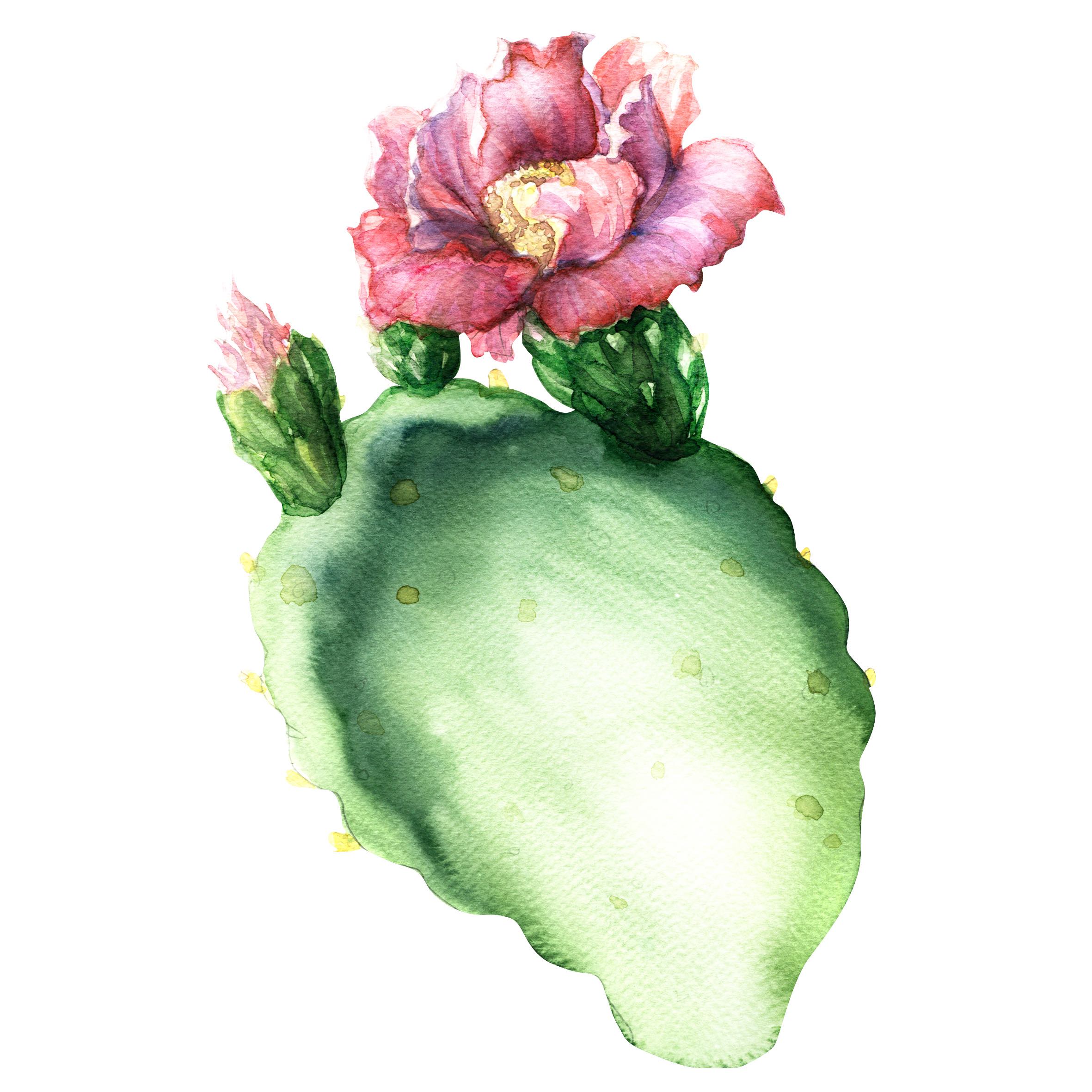 Opuntia cactus with flower isolated, watercolor painting