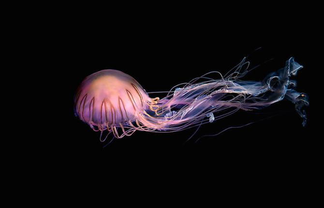 Jellyfish Fascinating Photography Series