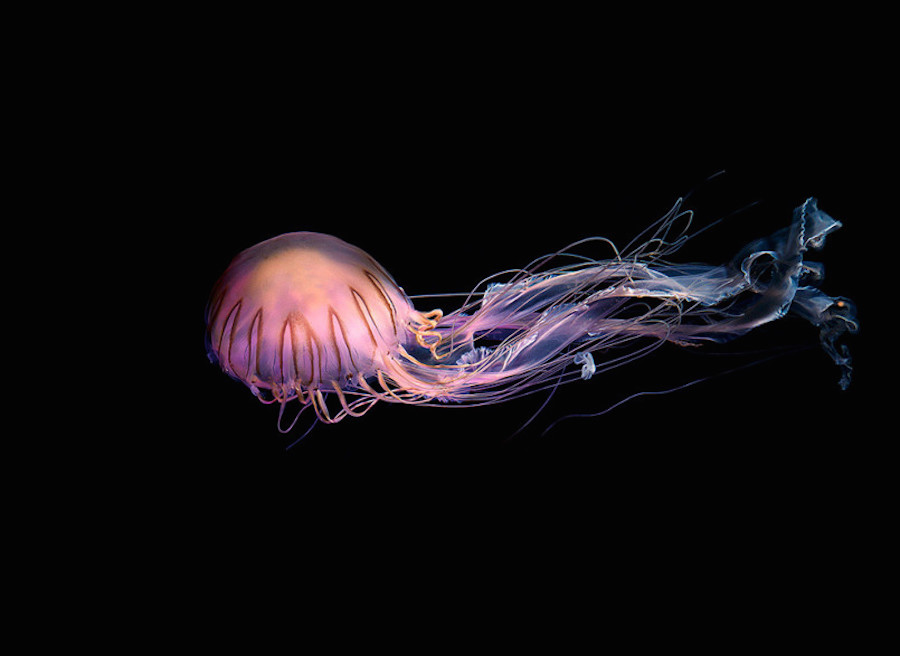 jellyfish-0