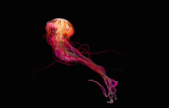 Jellyfish Fascinating Photography Series