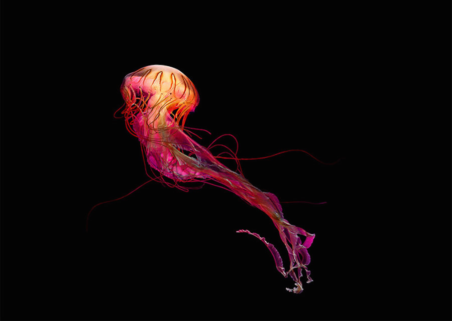 jellyfish-1