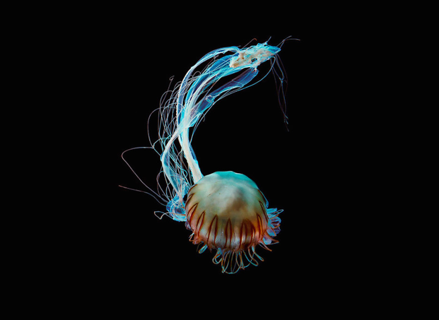 jellyfish-2