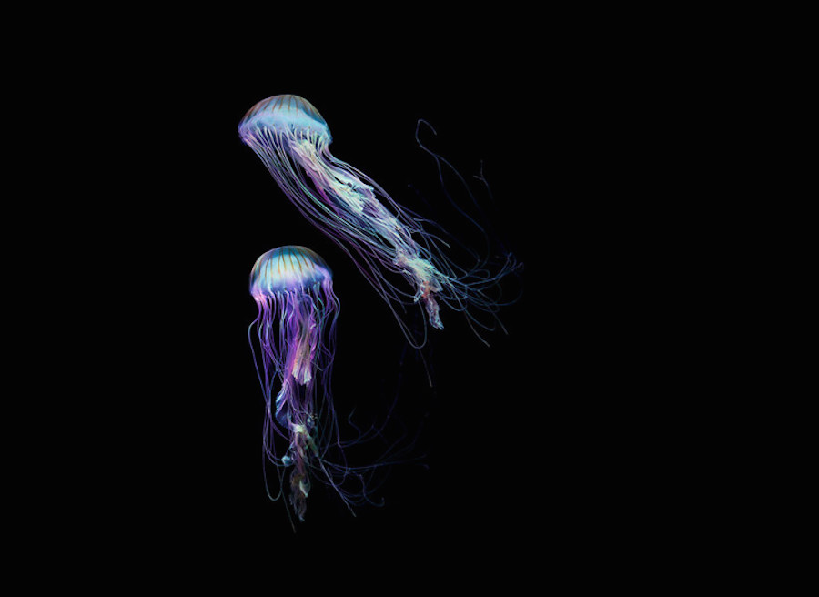 jellyfish-6