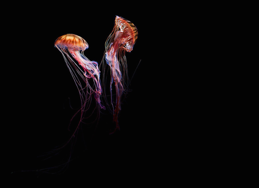 jellyfish-7